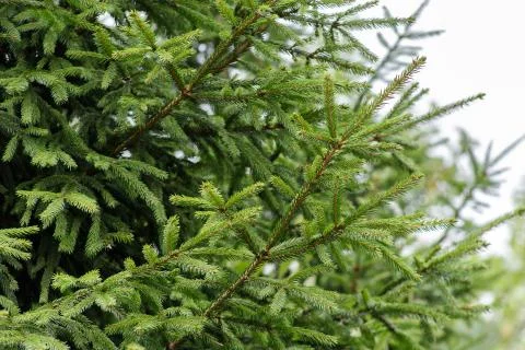 Background of Christmas tree branches. Stock Photos