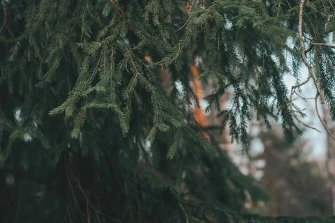 Background of Christmas tree branches. Foto stock