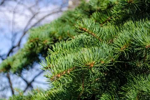 Background of Christmas tree branches Stock Photos