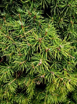 Background of Christmas tree branches Stock Photos