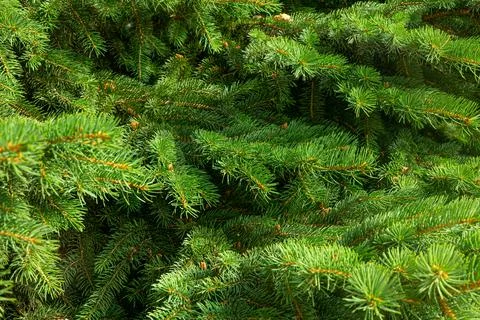 Background of Christmas tree branches. Stock Photos