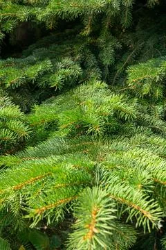 Background of Christmas tree branches. Stock Photos