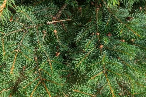 Background of Christmas tree branches. Stock Photos