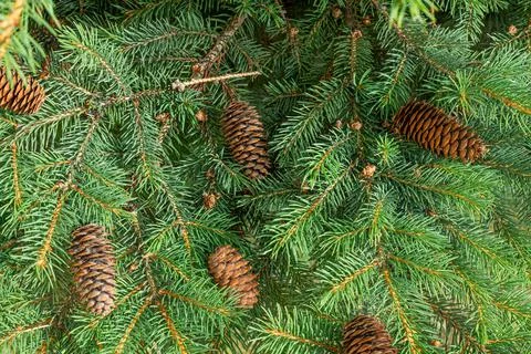 Background of Christmas tree branches. Stock Photos
