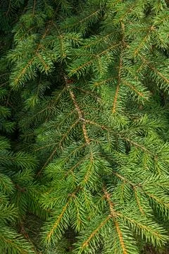 Background of Christmas tree branches. Stock Photos