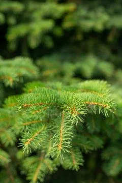Background of Christmas tree branches. Stock Photos
