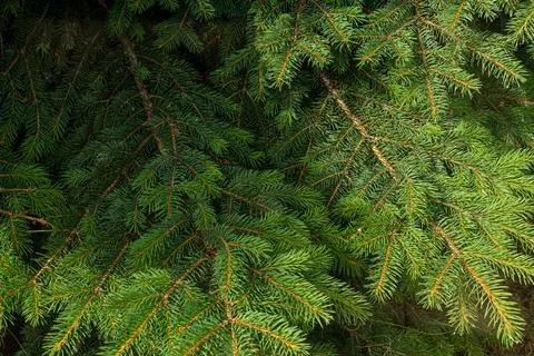 Background of Christmas tree branches. Stock Photos