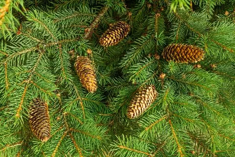 Background of Christmas tree branches. Stock Photos