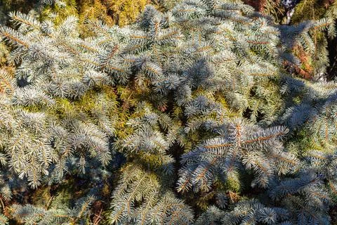Background of Christmas tree branches Stock Photos