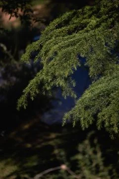 Background of Christmas tree branches. Foto stock