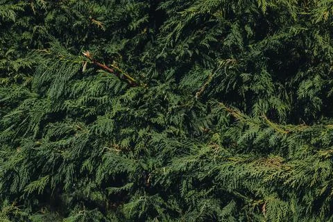 Background of Christmas tree branches, thuja bush pattern Stock Photos