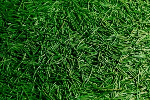 Background of the christmas tree needles lying on the floor Stock Photos