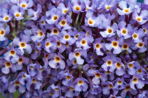 Background close up of  Buddleia flowers Stock-Fotos