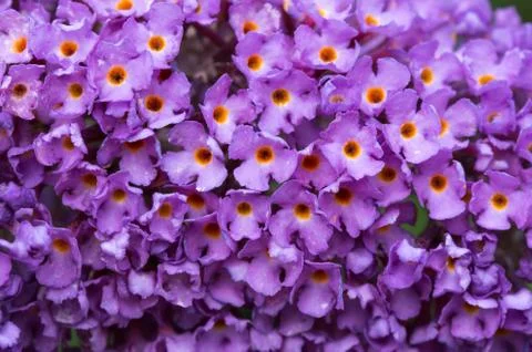 Background close up of  Buddleia flowers Foto stock