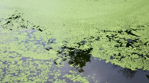 Background Close Up Of Duck Weed Green Abstract 4K Stock Footage 250537823