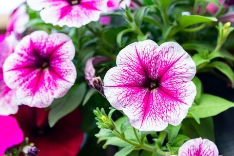 Background of close-up flowers Stock Photos