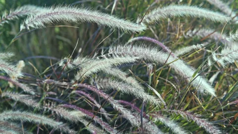 Background close-up of fluffy ears of grass slowly stirring in the wind. Stock Footage 165519184