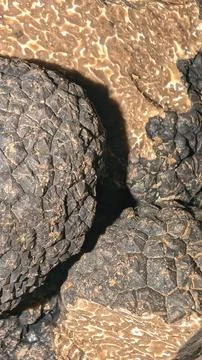 Background of close-up fresh black truffle. Vertical Stock Photos