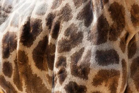 Background Close up of a giraffe skin pattern. Stock Photos