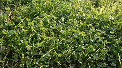 Background close-up of a green clover in the grass. green grass swaying by the w Видео 93856123