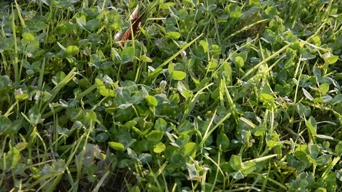 Background close-up of a green clover in the grass. green grass swaying by the w 스톡 동영상 93856137