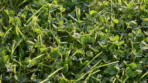 Background close-up of a green clover in the grass. green grass swaying by the w 스톡 동영상 93856138
