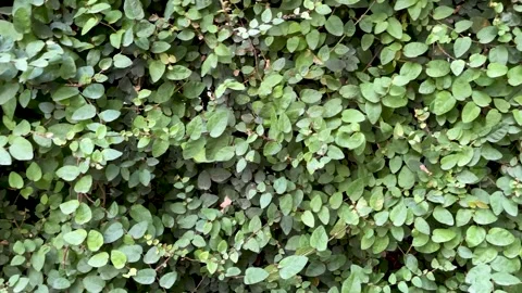 Background of close up green leaves wall Stock Footage 249208679