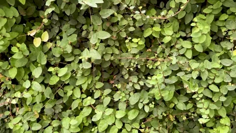 Background of close up green leaves wall Stock Footage 249689651
