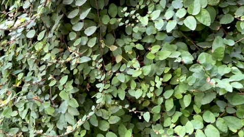 Background of close up green leaves wall Stock Footage 252270200