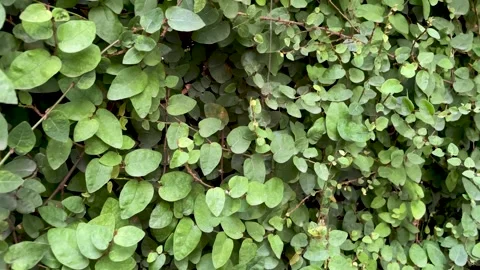 Background of close up green leaves wall Stock Footage 254016088
