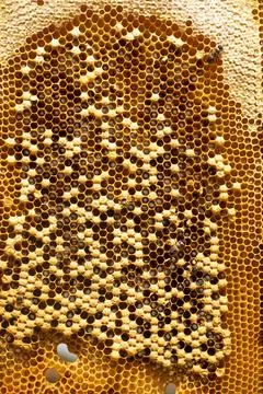Background from close-up honeycomb with bee larvae with honey. Apitherapy Stock Photos