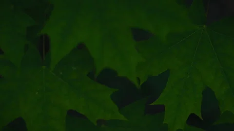 Background close-up maple leaves. Green pattern of maple leaves. Concept of Stock Footage 281425429