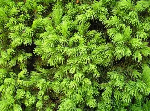 Background - close-up norway spruce Stock Photos