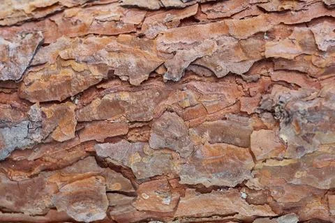 Background close-up of pine trees Stock Photos