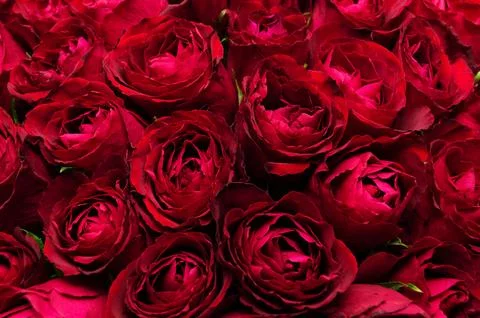 Background with close-up of red roses Stock Photos