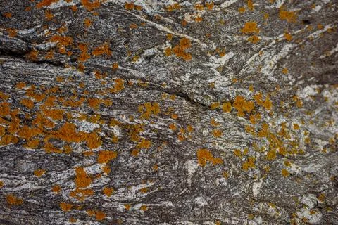 Background close-up rock covered with moss Foto stock