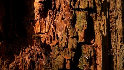 Background close up of rotting wood on a tree 4K Video stock 89952583