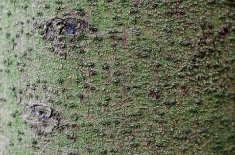 Background, close-up of tree bark, Alnus insana, alder Stock Photos