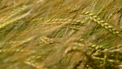 Background close up of wheat field blowing in the wind UK 4K Stock Footage 111227376