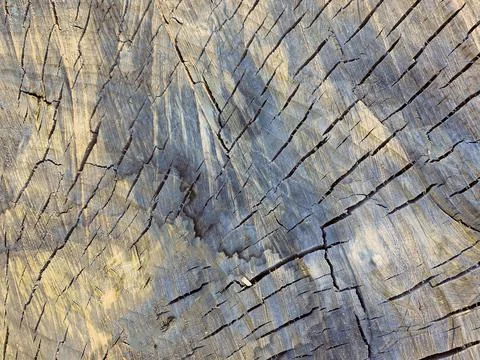 Background. Closeup of a Cross section of tree trunk. Cross sectional image of 写真素材