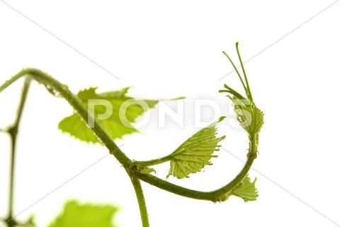 Background closeup curl curve decoration design Stock Photos