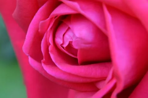Background with closeup view of beatiful pink rose Stock Photos