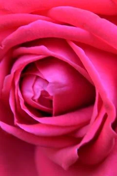 Background with closeup view of beatiful pink rose Stock Photos