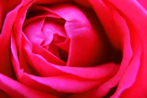 Background with closeup view of beatiful pink rose Stock Photos
