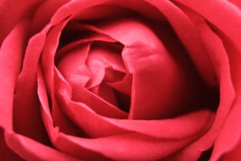Background with closeup view of beatiful pink rose Stock-Fotos