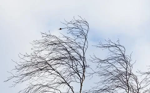 Background with cloud sky and tree branches during the wind. Stock Photos