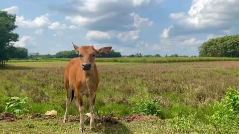 Background-of-clouds-and-cow-farm-animals-2024-06-01-07-12-54-utc Stock Footage 278576913