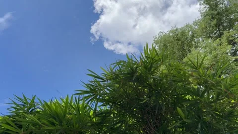 Background of clouds, sky on a sunny day with wind blowing the leaves. Stock Footage 277314050