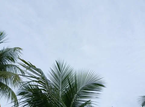Background of cloudy sky and coconut leaves blowing in the wind. Stock Photos