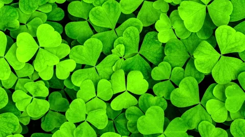 Background with clover for Saint Patrick's day. 4K motion video with a shamrock. Stock Footage 169523481